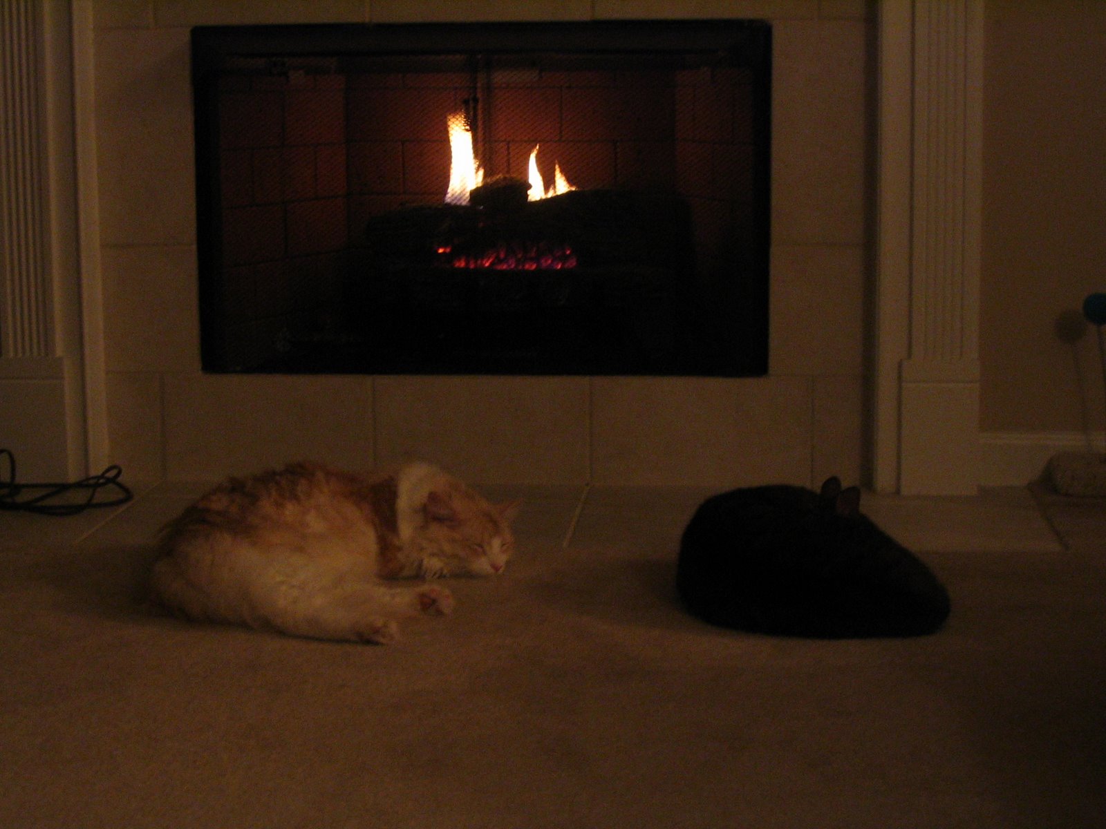 [Cats+by+the+fire+001.jpg]