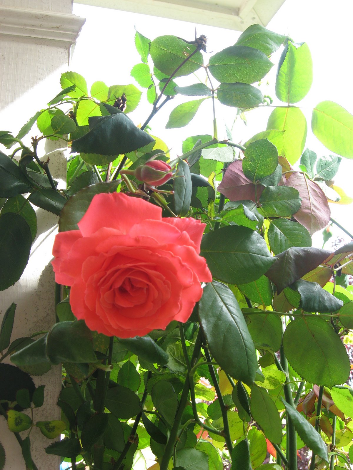 [Roses+007.jpg]