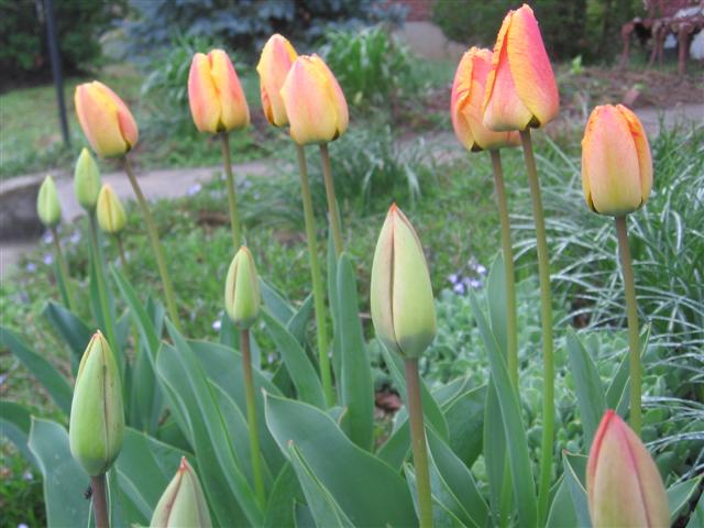 [my+tulips2.JPG]
