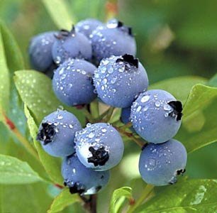 [blueberries.bmp]
