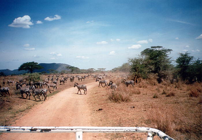 [30-safari-zebre.jpg]