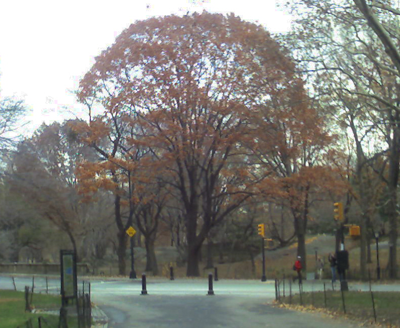[oak+in+Central+Park.jpg]
