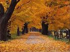 [autumn+tree.jpg]