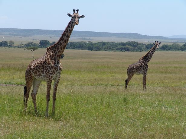[girafas+no+massai+mara.JPG]
