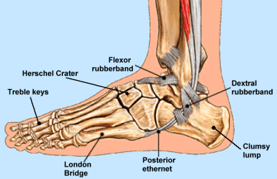 [Ankle1.png]