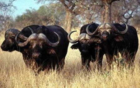 [african+buffalo.jpg]