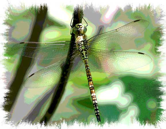 [dragonfly-canvas-web.jpg]