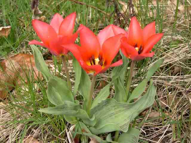 [tulipan30001.jpg]