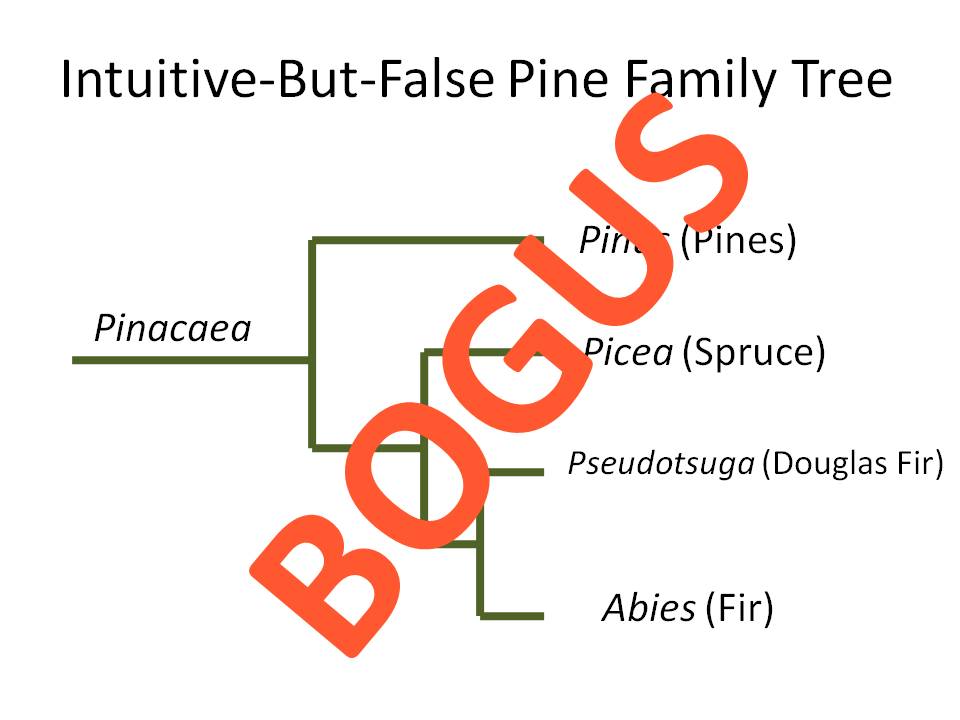 [Bogus+Pinaceae+Phylogeny.jpg]