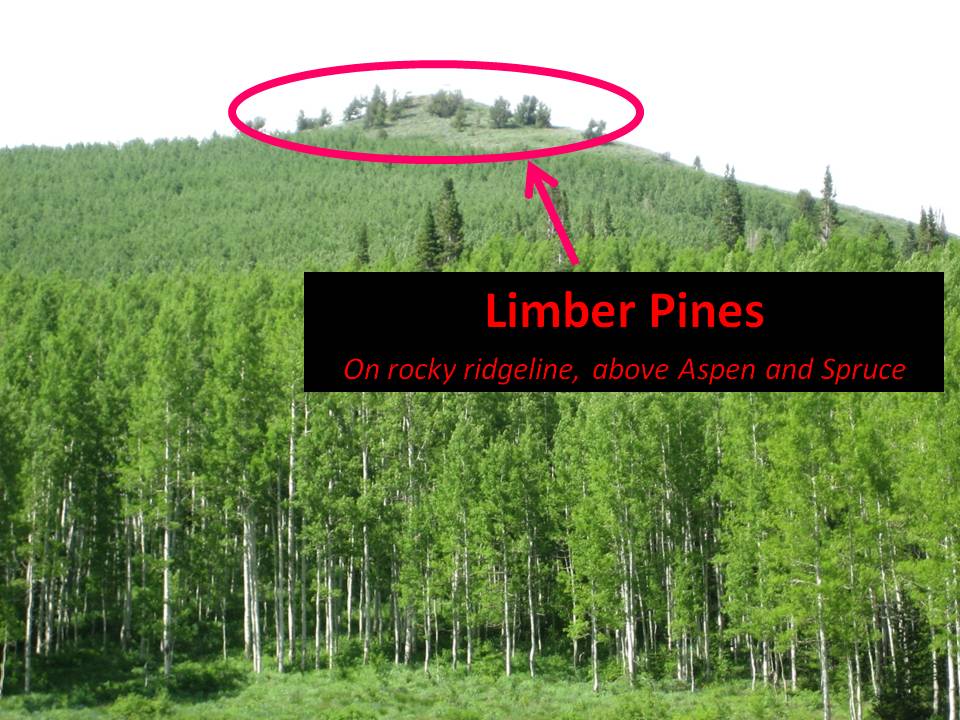 [Limber+Pines+on+Hilltop.jpg]