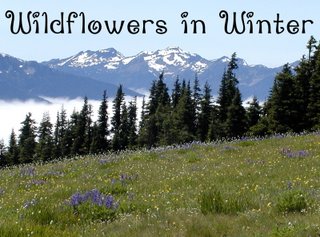 [WIF_logo_800+Wildflowers+in+winter+button.jpg]