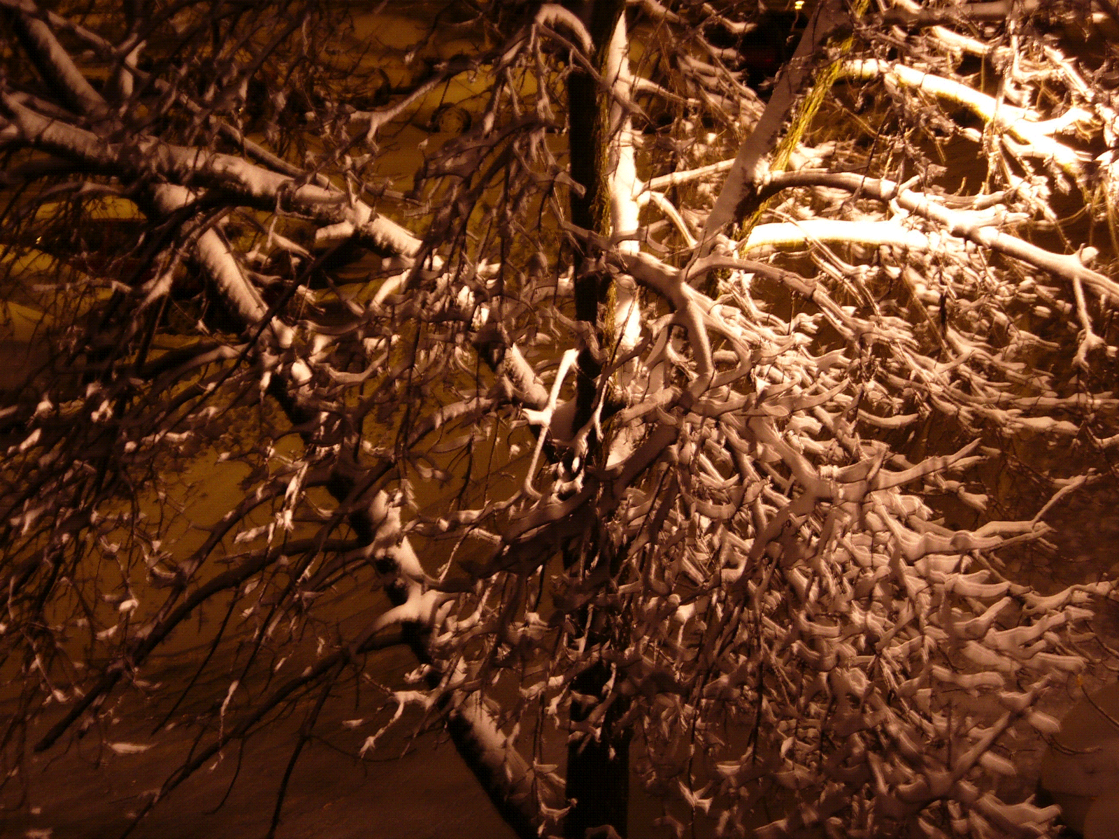 [Snowy+Tree.GIF]