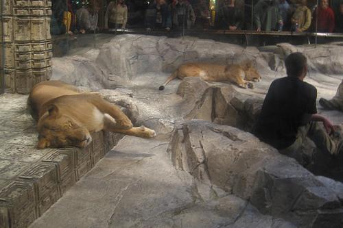 Lounging Lions at the MGM Grand