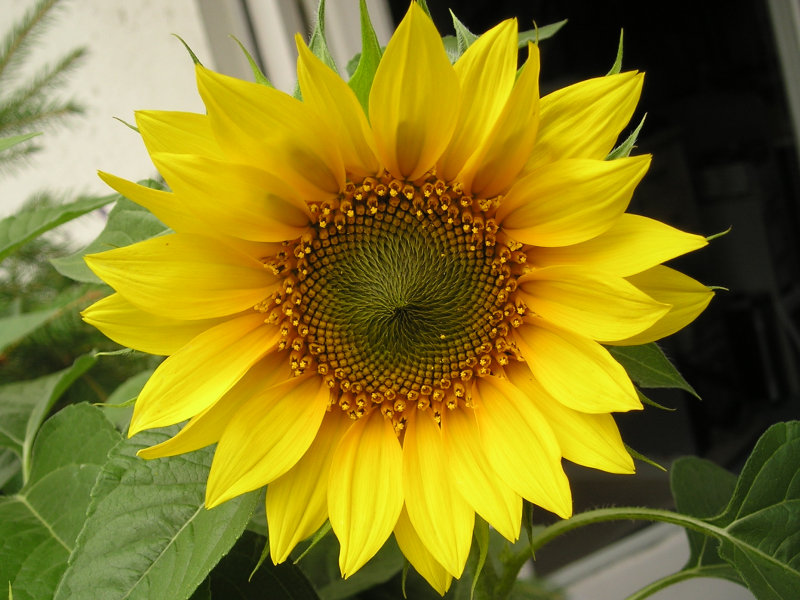 [Sunflower-P7301473.jpg]