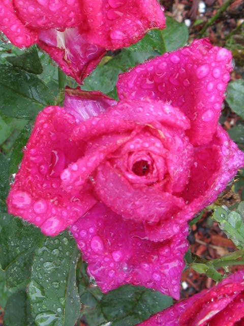 [Rain+on+a+Rose.JPG]