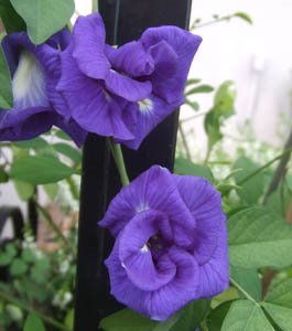 [purple+flower+on+fence.jpg]