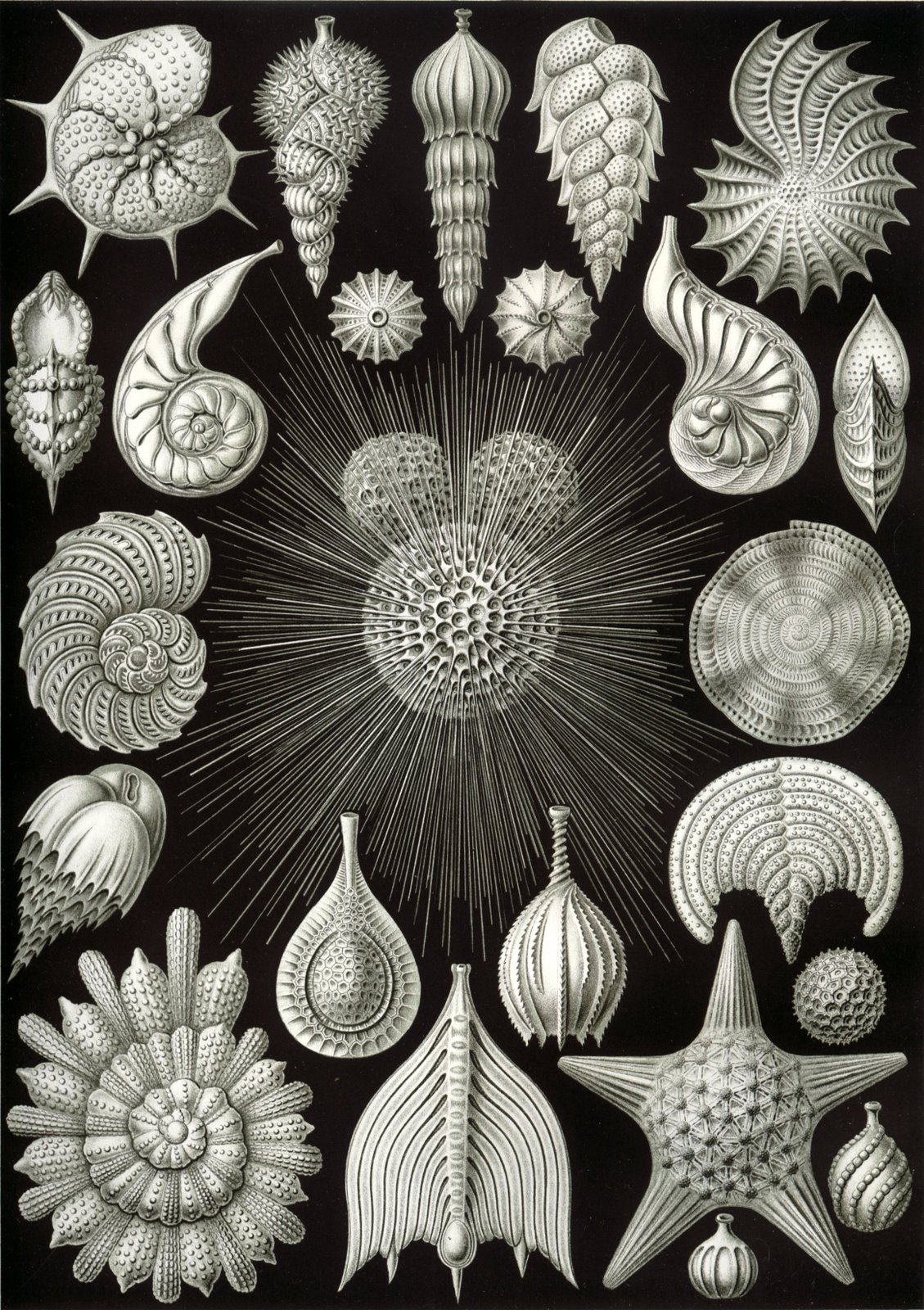[Haeckel_Thalamphora.jpg]