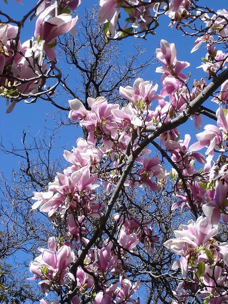 [magnolia1.jpg]