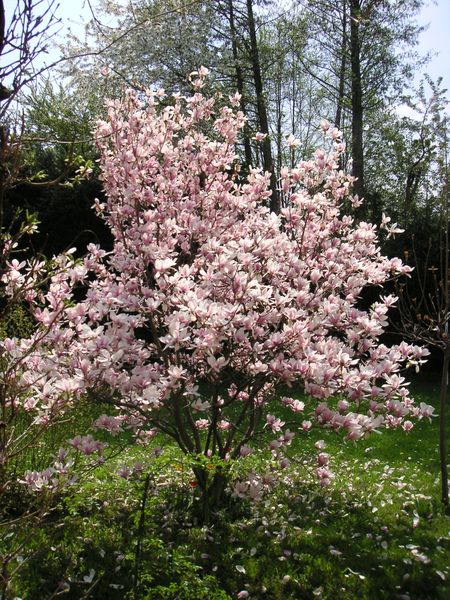 [magnolia3.jpg]