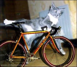[cat-on-bicycle.jpg]