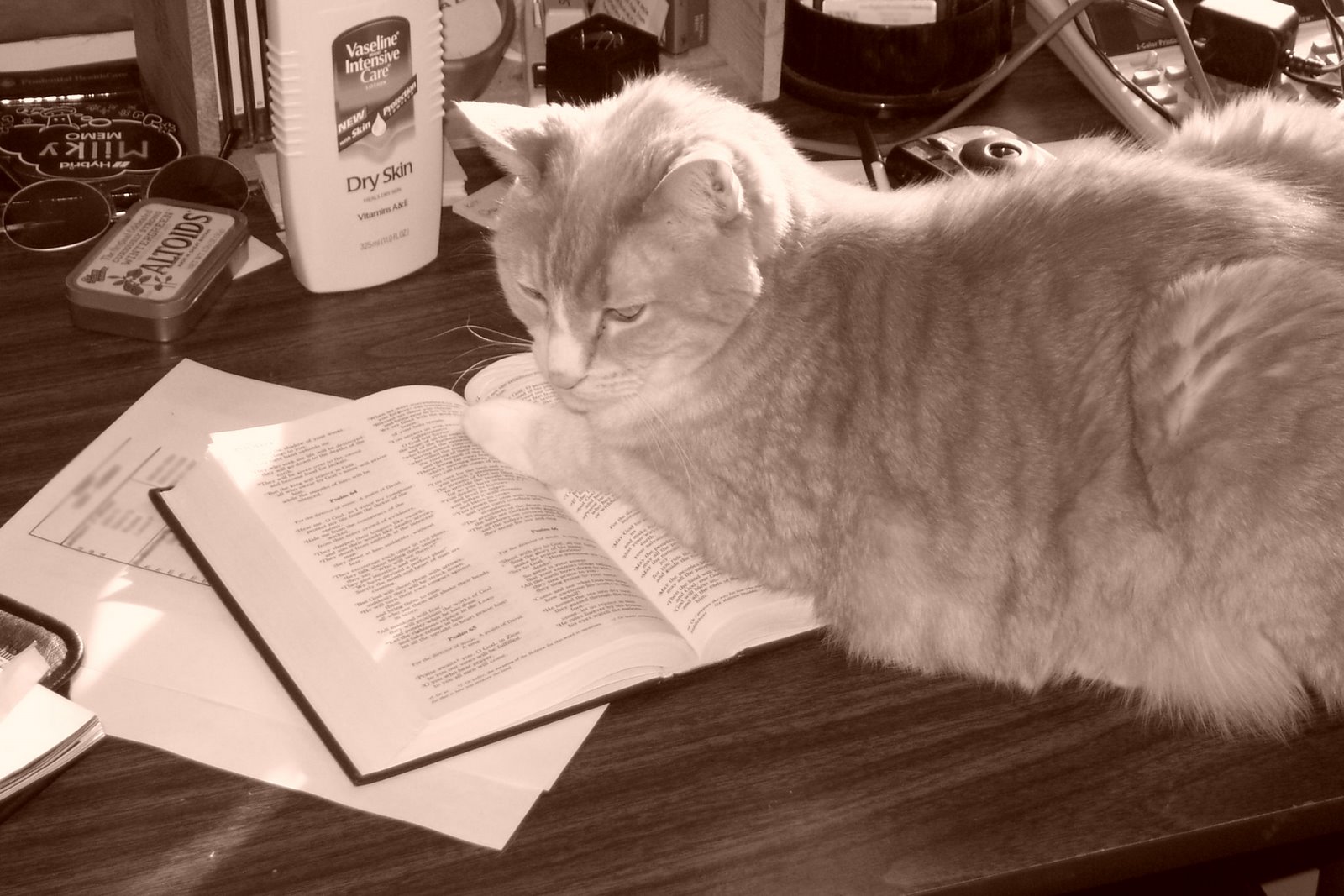 [Cat+and+Bible.jpg]