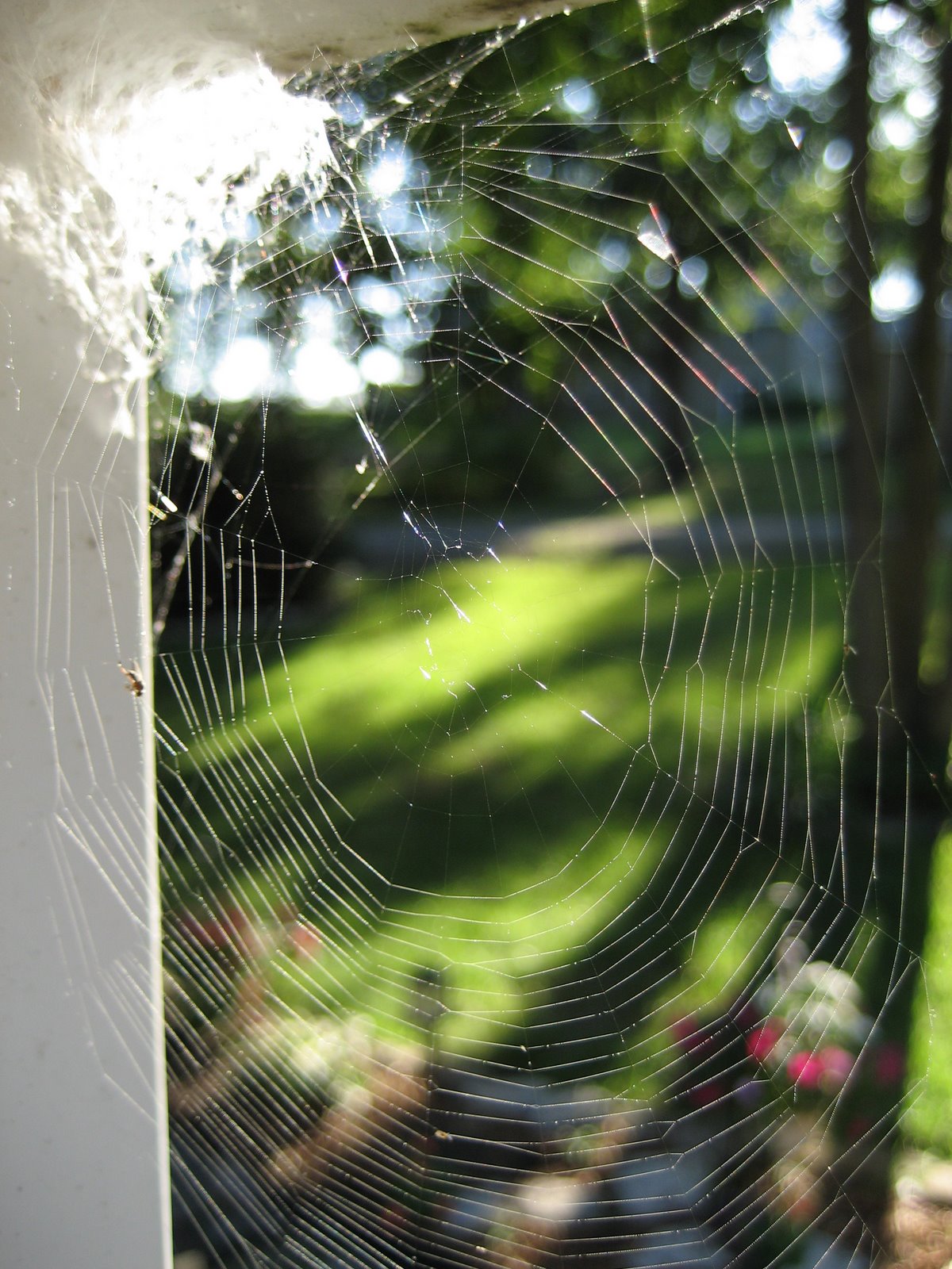 [Spider+Web.jpg]