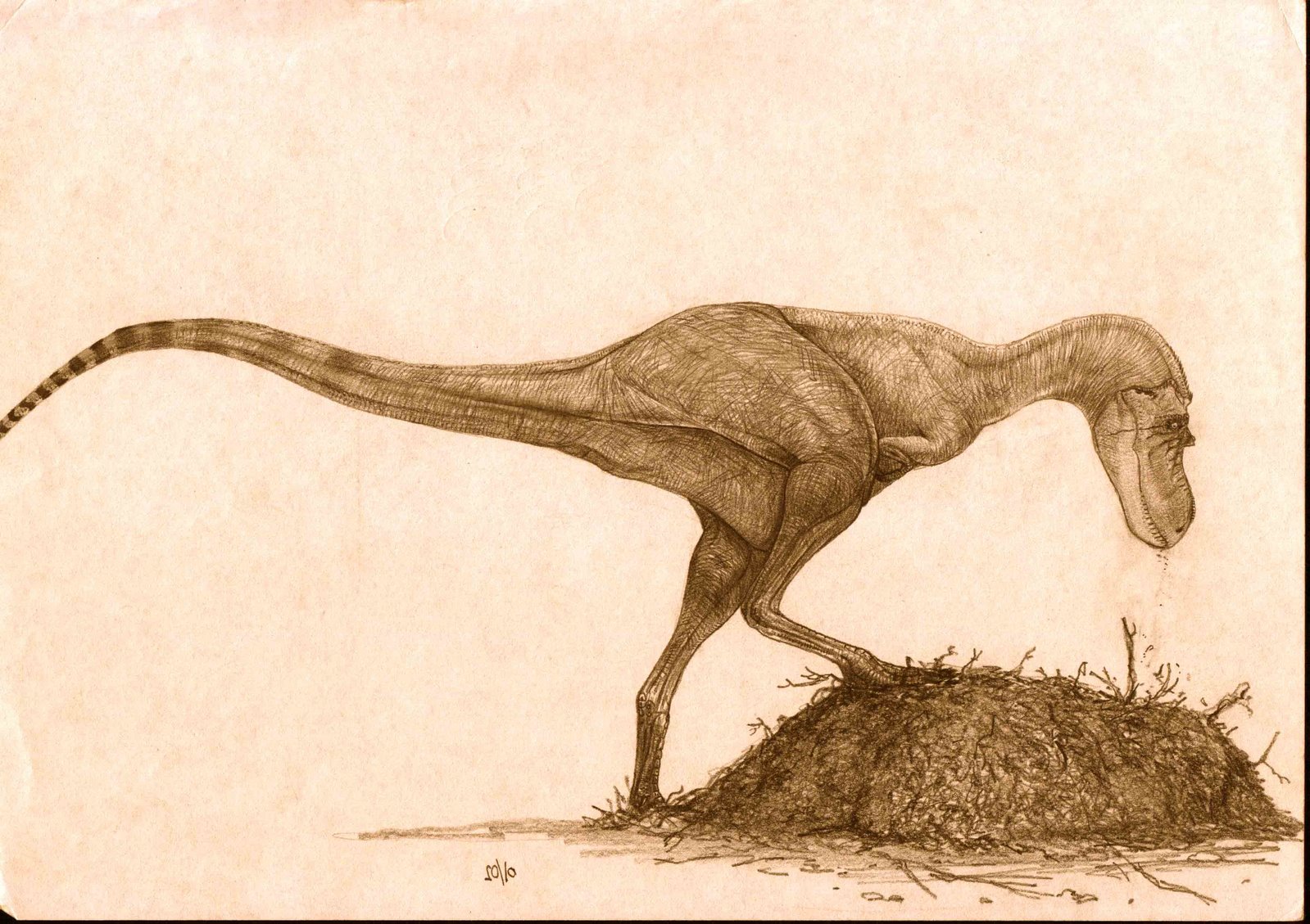 [Gorgosaurus+nidifica2.jpg]