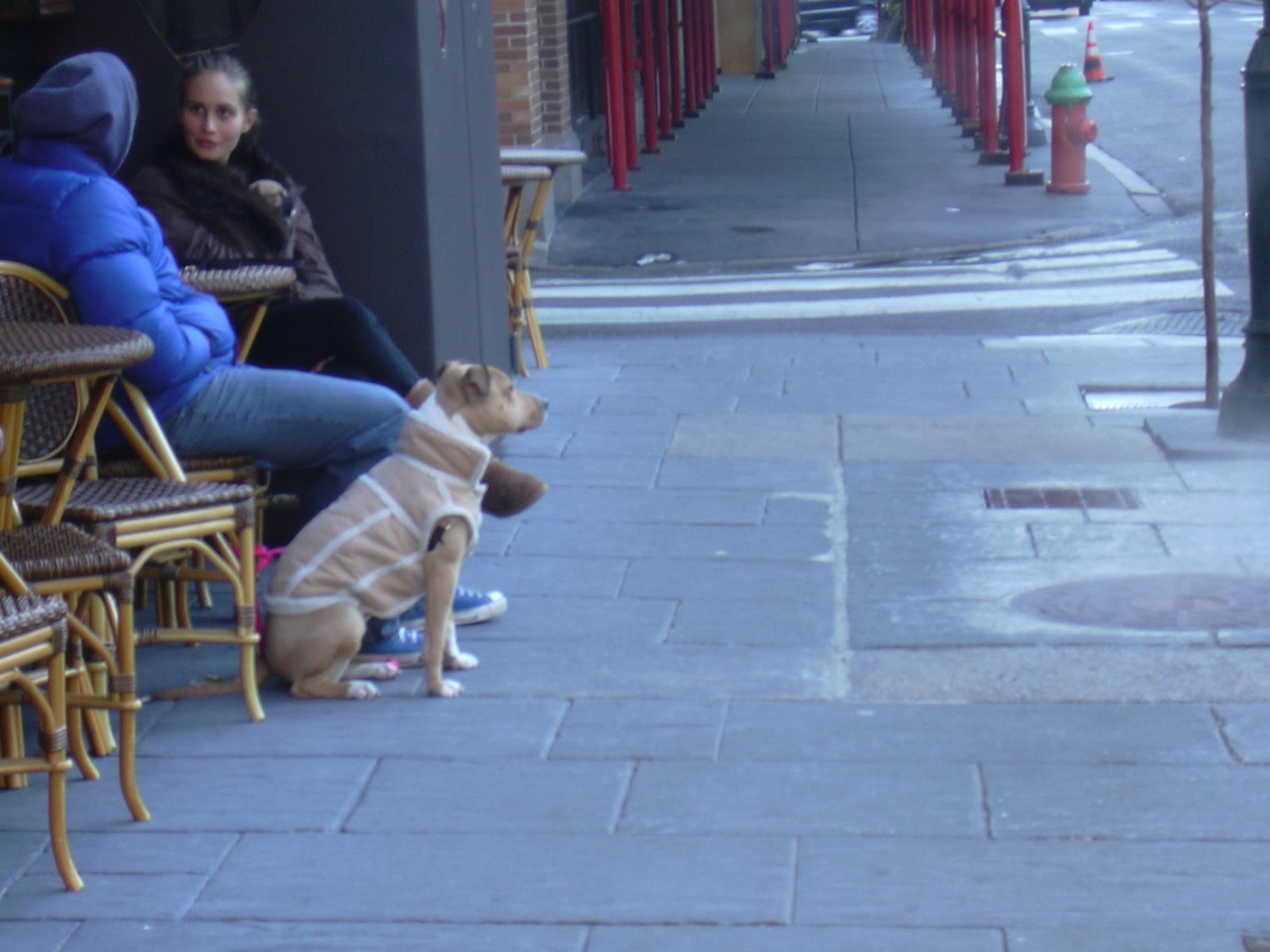 [Dog+in+a+Coat+at+Rouge.jpg]