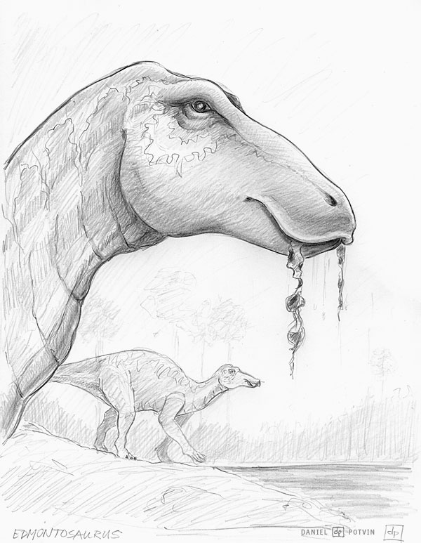 [Edmontosaurus-sketch.jpg]