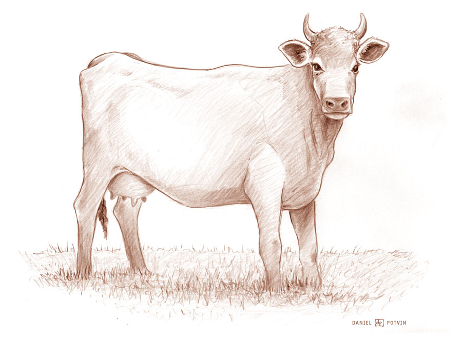 [cow-vache-sketch.jpg]