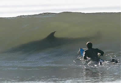 [surf-tiburones.jpg]