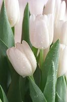 [white+tulip.bmp]