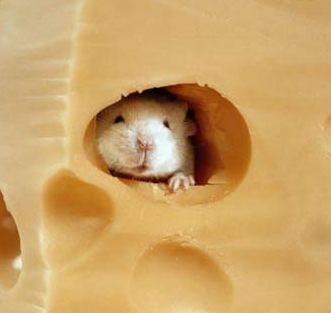 [cheese_mouse.jpg]