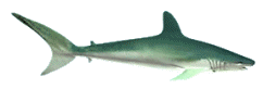 [shark112.gif]