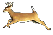[deer2.gif]