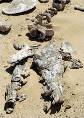 [4176123740-aparece-artico-fosil-gigantesco-tiranosaurio-marino.jpg]