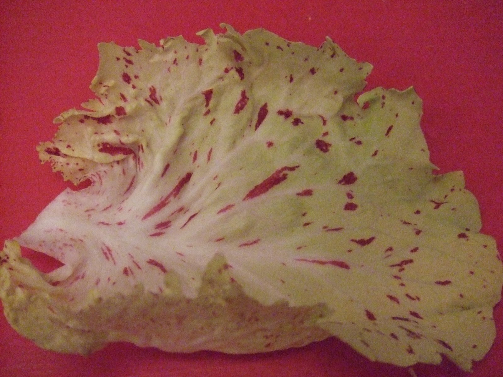 [lettuce+1.jpg]