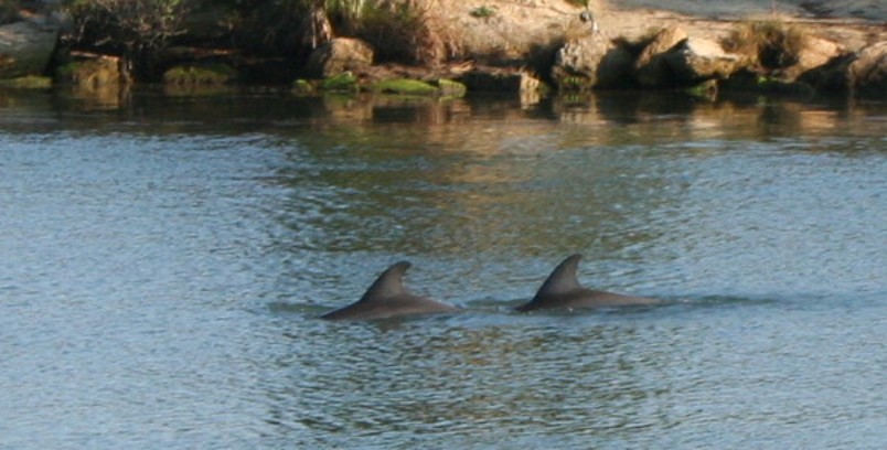 [pair-of-dolphins.jpg]