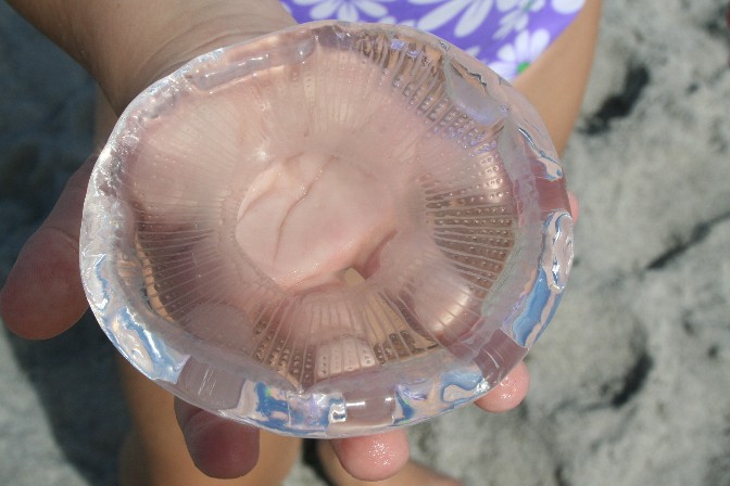 [jellyfish-in-hand.jpg]