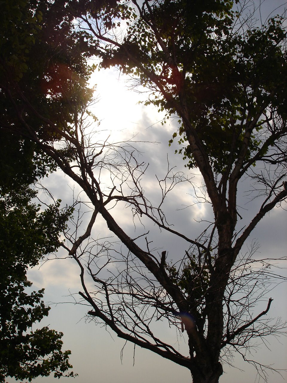 [Sun+through+the+tree,+Lakeview.jpg]