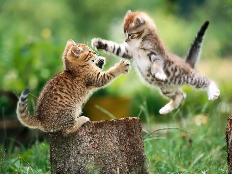 [cat_fight.jpg]