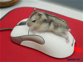 [mouse-sex.gif]