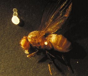 [Drosophila+i+Thiomargarita.JPG]