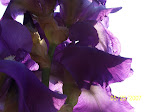 © Purple Iris