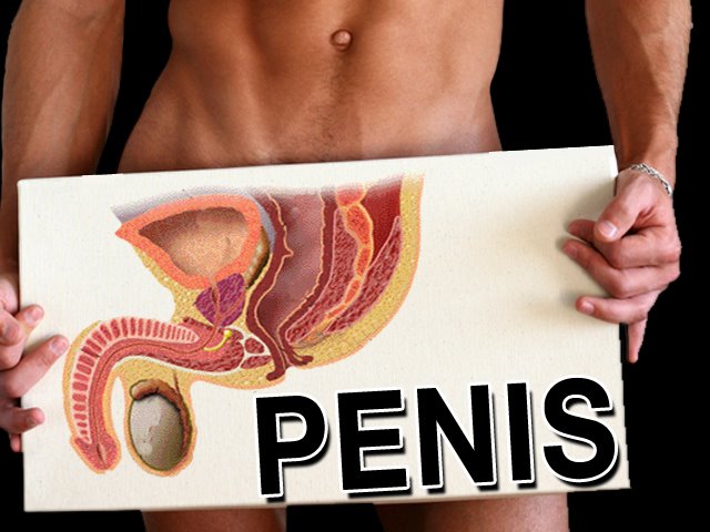 [1+penis+size.jpg]