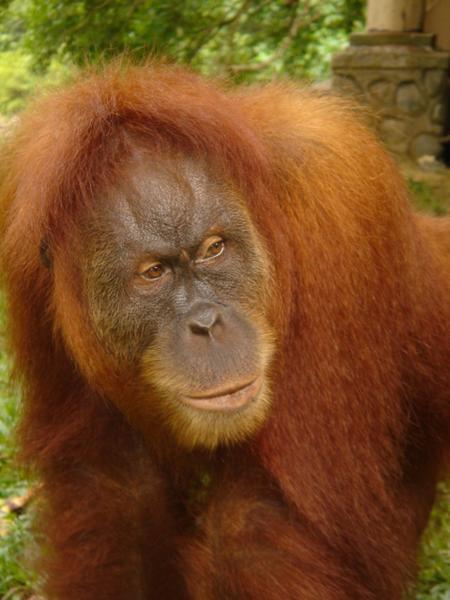 [Orangutan++.jpg]