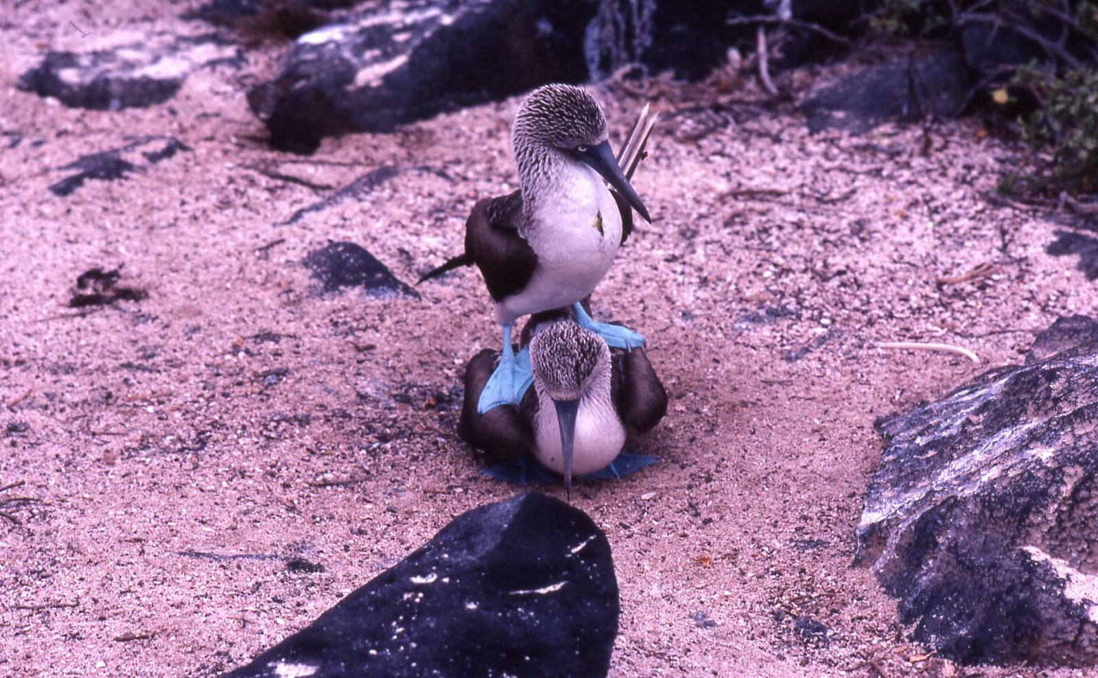 [Blue+footed+boobies+mating.jpg]