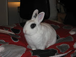 My lovely rabbit