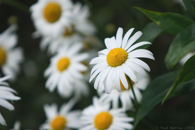 [giant_daisies.jpg]