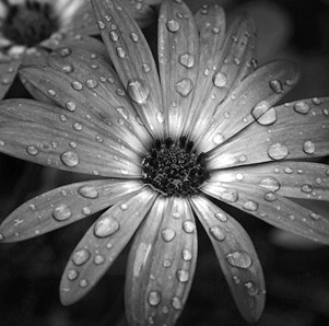[rain-flower.jpg]